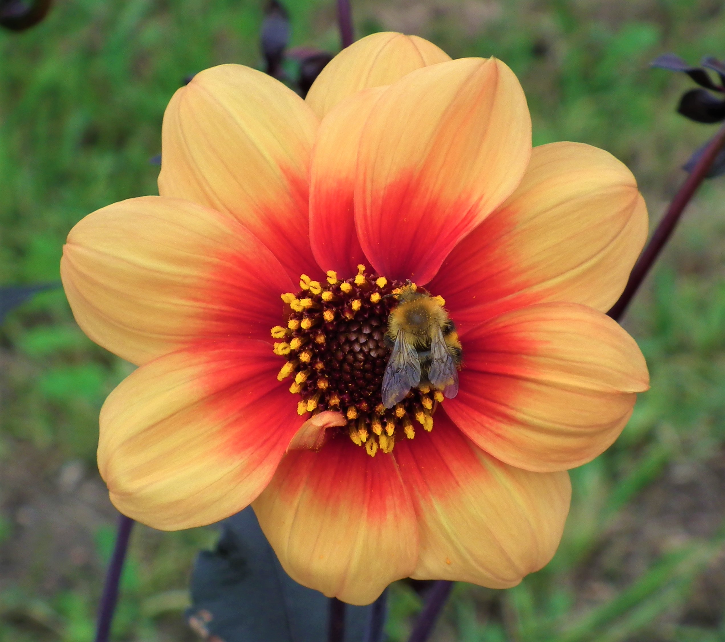 Dahlia Sunshine